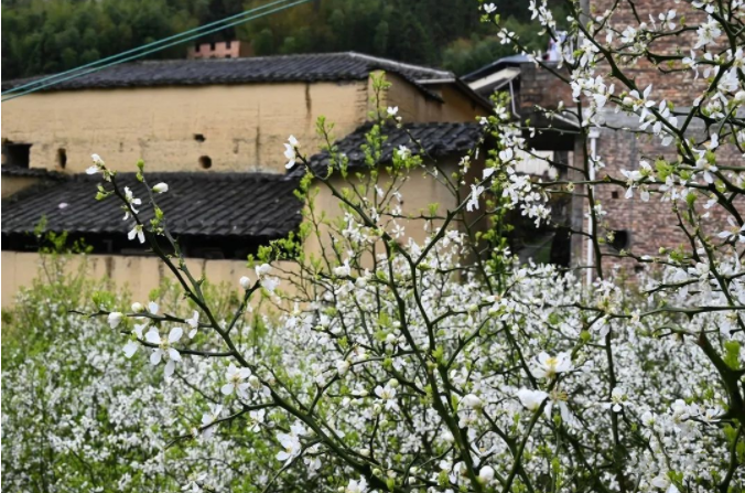 春天下雪？叹为观“枳”！