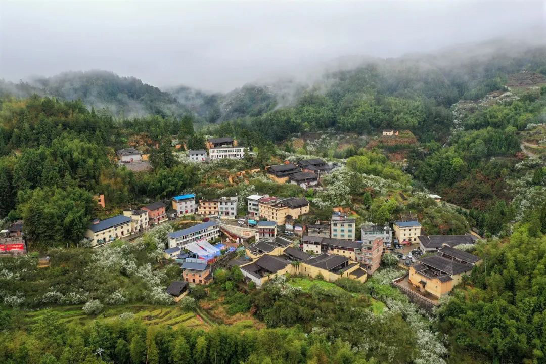 春天下雪？叹为观“枳”！