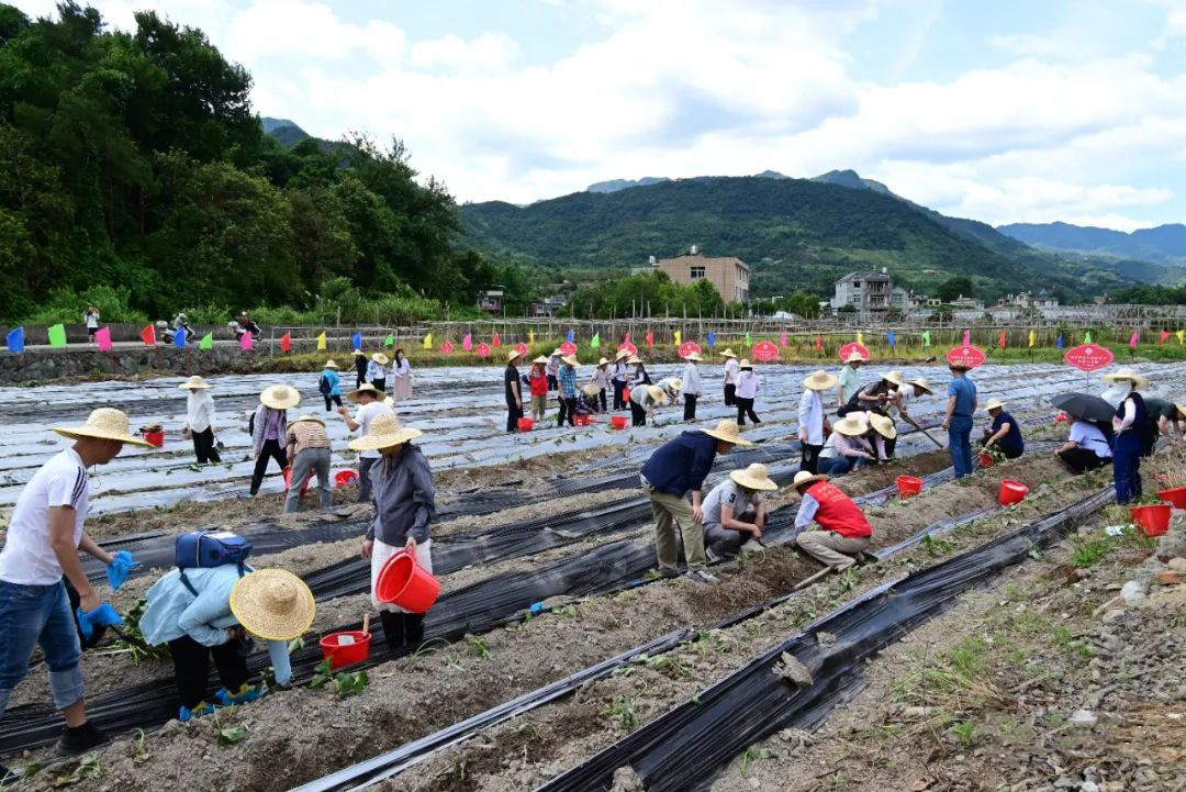 福州住房公积金中心在闽侯县开展“我在鸿尾有亩田”认领活动 福州住房公积金中心在闽侯县开展“我在鸿尾有亩田”认领活动
