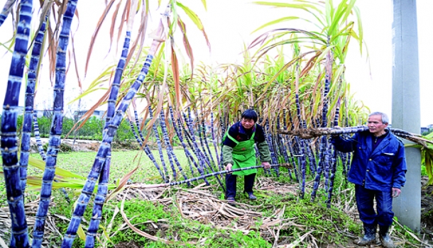 龙祥岛甘蔗找到“好婆家”