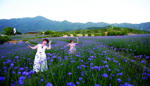 孔元马鞭草盛花似海