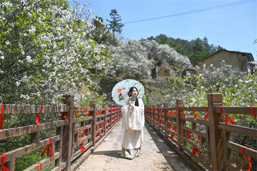 廷坪“春雪”，“枳”等你来