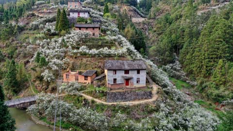 闽侯廷坪“梦幻雪”，落英缤纷盼君来 