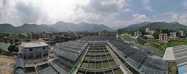 黄镇：来了“科特派”    金鱼游得欢