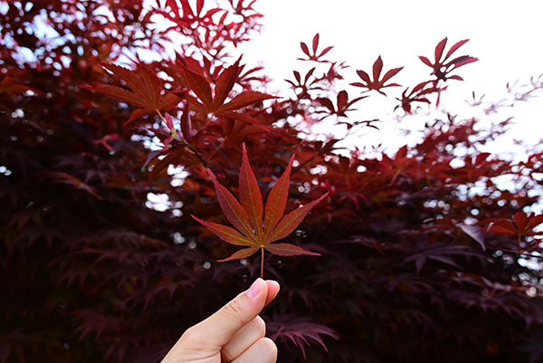 洋里乡金田村山坡上的枫叶红了