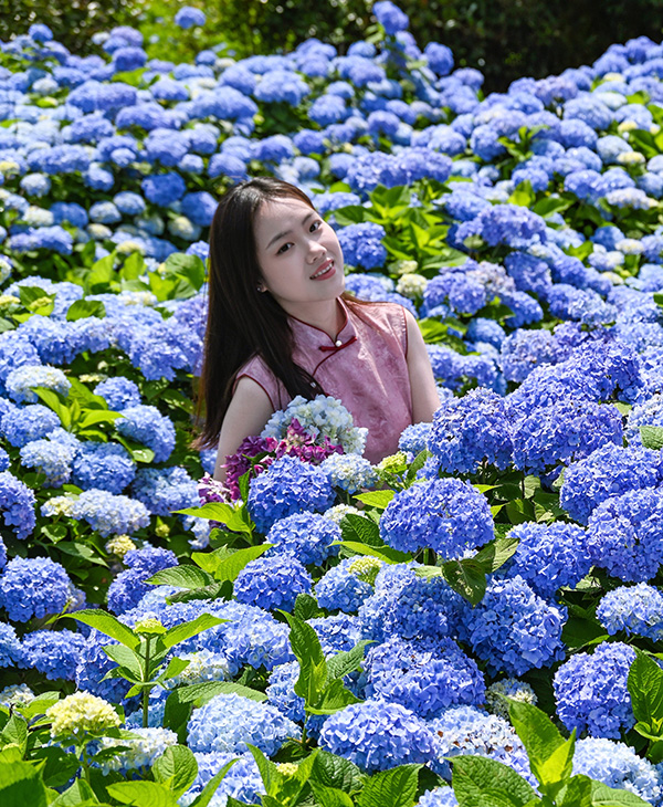 绣球花开无尽夏