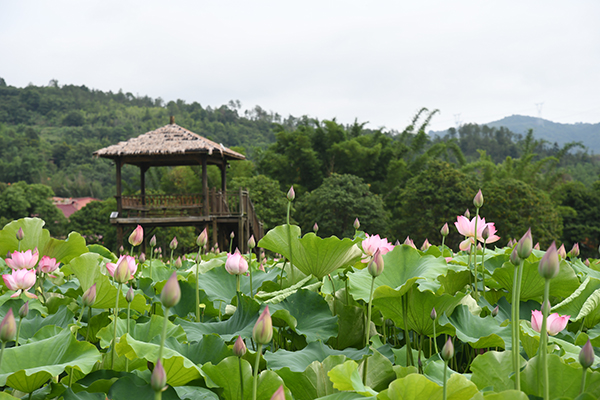 夏日花海醉游人  以花为媒话振兴