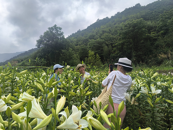 夏日花海醉游人  以花为媒话振兴