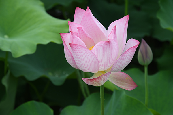 夏日花海醉游人  以花为媒话振兴