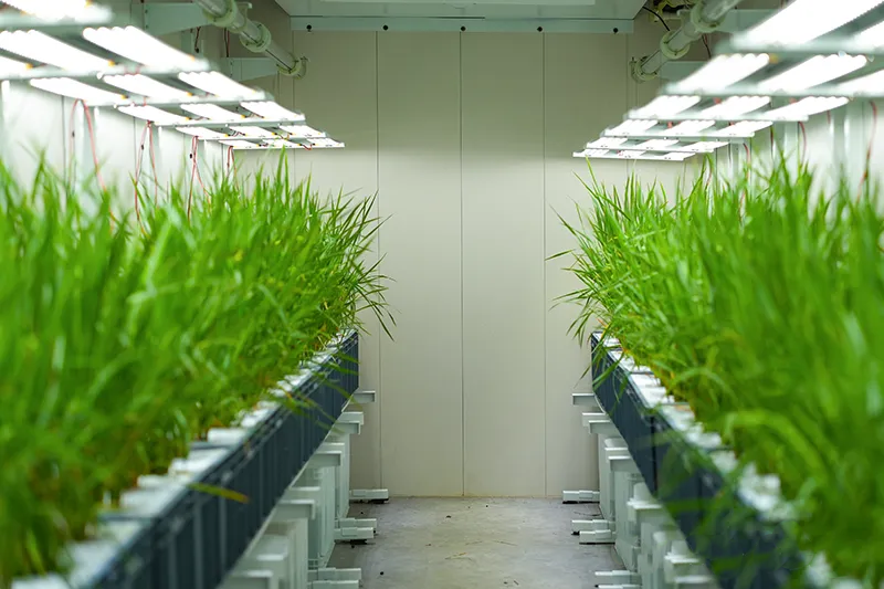 无需阳光、土壤！神奇“植物工厂”在闽侯这里