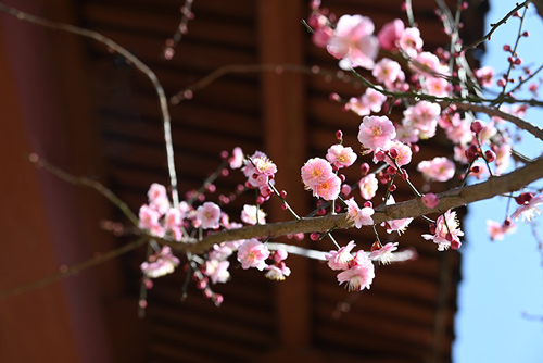 赏梅正当时：雪峰寺邀您共赴花宴