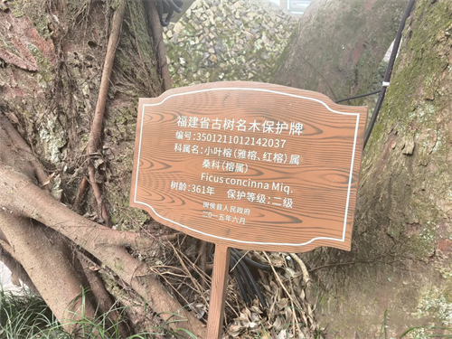 1362株！在闽侯，古树也能“老有所依”